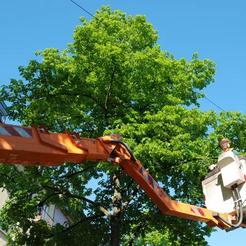 Przycinanie drzew z podnośnika MKM Service